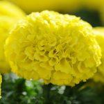 African Marigold Flower Garden Seeds – Taishan Series F1 – Yellow