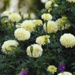African Marigold Flower Garden Seeds- Vanilla F1 – 100 Seeds- Annual