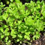 Sweet Marjoram Herb Garden Seeds – 4 Oz – Non-GMO, Heirloom Gardening