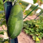 Marketmore 76 Cucumber Garden Seeds – 4 Oz – Organic, Heirloom