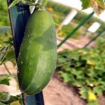 Marketmore 76 Cucumber Garden Seeds – 1 Lb – Non-GMO, Heirloom