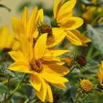 Sunflower Flower Garden Seeds -Maximilian -1 Oz -Perennial Sun Flower