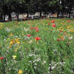 Meadow Wildflower Seed Mix – 1 Lb – Wild Flower Garden Mixture