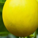 Canary Melon Garden Seeds – Yellow – 1 Lb – Non-GMO, Heirloom Fruit