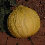 Casaba Melon Garden Seeds – Golden Beauty – 3 g – Non-GMO, Heirloom