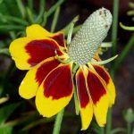 Mexican Hat Wild Flower Garden Seeds – 4 Oz – Perennial Wildflower
