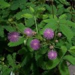 Mimosa Sensitive Plant Flower Garden Seeds – 1000 Seeds – Perennial