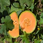 Cantaloupe Melon Garden Seeds – Minnesota Midget – 1 Oz – Heirloom