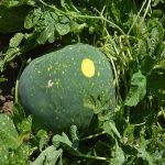 Watermelon Garden Seeds-Moon & Stars -1 Lb Bulk -Organic, Fruit Melon