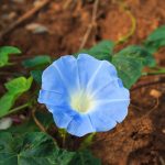 Morning Glory Flower Garden Seeds -Heavenly Blue -1 Lb -Annual Flower