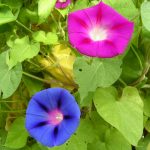 Morning Glory Flower Garden Seeds- Mixed Colors – 4 Oz – Annual Flower