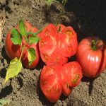 Tomato Garden Seeds – Mortgage Lifter – 1 Oz – Non-GMO, Heirloom