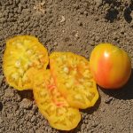 Tomato Garden Seeds – Mr. Stripey – 100 Seeds – Heirloom, Vegetable