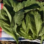 Mustard Vegetable Garden Seeds- Florida Broadleaf- 5 Lb- Heirloom Herb
