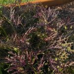 Red Leaf Mizuna Mustard Garden Seeds – 4 Oz – Non-GMO, Heirloom Herb