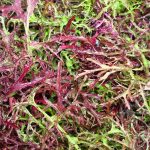 Red Streaks Mizuna Mustard Seeds – Bulk Herb Microgreens Salad (1 Oz)