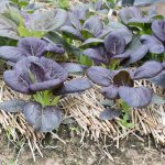 Osaka Purple Mustard Seeds: 1 Oz – Non-GMO Seeds for Microgreens