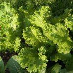 Mustard, Southern Giant Microgreens Seeds- 1 Lb- Bulk Micro Herb