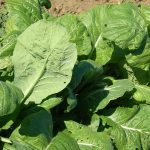 Red Komatsuna Greens Seeds: 1 Lb – Non-GMO Spinach-Mustard Herbs