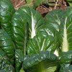 TatSoi Microgreens Seeds – 4 Oz Seed Bag – Grow Micro Greens