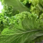 Wasabi Mustard Garden Seeds – 1 Lb – Non-GMO, Vegetable Gardening