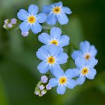 Myosotis Flower Garden Seeds – Compindi Forget Me Not – 1000 Seeds