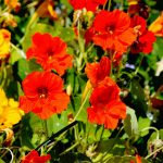 Nasturtium Flower Garden Seeds – Jewel Mix – 5 Lb – Tropaeolum majus