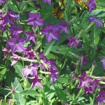 Nicotaina Flower Garden Seeds – Perfume Deep Purple – 1000 Seeds