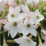 Nicotaina Flower Garden Seeds – Starmaker Series: Appleblossom