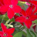 Nicotaina Flower Garden Seeds -Starmaker Series: Bright Red -1000 Seed
