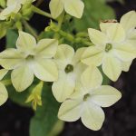 Nicotaina Flower Garden Seeds -Starmaker Series: Deep Lime -1000 Seeds