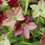 Nicotaina Flower Garden Seeds – Starmaker Series: Lime Purple Bicolor