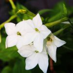 Nicotaina Flower Garden Seeds – Starmaker Series: White – 1000 Seeds