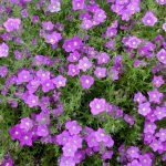 Nicotaina Flower Garden Seeds – Starmaker Series: Purple – Annual
