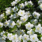 Nicotaina Flower Garden Seeds – Starmaker Series: White – Annual