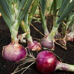 Red Burgundy Onion Garden Seeds – 1 Lb – Non-GMO, Heirloom Vegetable