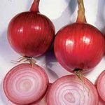 Southport Red Globe Onion Garden Seeds – 1 Lb – Non-GMO, Heirloom