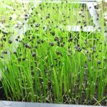 Onion Sprouting Seeds-1 Lb -Non-GMO, Organic Sprout Seed -Grow Sprouts