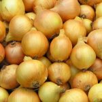 Utah Yellow Sweet Spanish Onion Garden Seeds- 1 Lb – Non-GMO, Heirloom