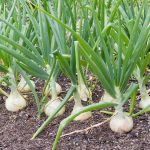 White Grano Onion Garden Seeds (Treated) – 1 Lb – Non-GMO, Vegetable