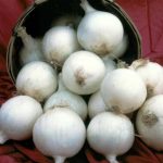 White Sweet Spanish Onion Garden Seeds – 5 Lbs Bulk- Non-GMO, Heirloom