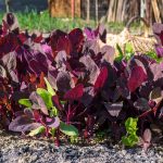 Purple Orach Garden Seeds – 1 Oz – French Spinach, Giant Lambsquarters