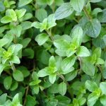 Common Italian Oregano Herb Garden Seeds – 1 Oz – Heirloom Herbal