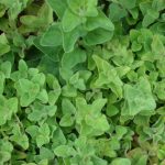 Greek Oregano Herb Garden Seeds – 0.25 Oz – Non-GMO, Heirloom Herbal
