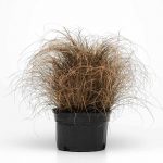 Carex Bronco Ornamental Grass Seeds – 100 Seeds – Perennial Grasses