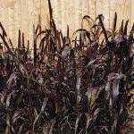 Purple Majesty F1 Ornamental Millet – 25 Seeds – Pennisetum glaucum