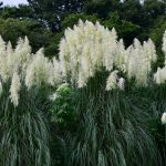 Pampas Grass Seeds – Argentea White -1000 Seed -Decorative Ornamental
