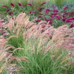 Pennisetum Fountain Grass Seeds – 500 Seeds – Decorative & Ornamental