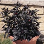 Black Pearl Ornamental Pepper Garden Seeds – Non-GMO Decorative