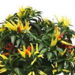 Chilly Chili Ornamental Pepper Garden Seeds – Decorative Gardening